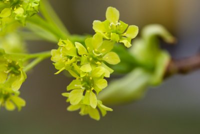 Acer platanoides 'Dissectum' - javor mléčný - květ detail